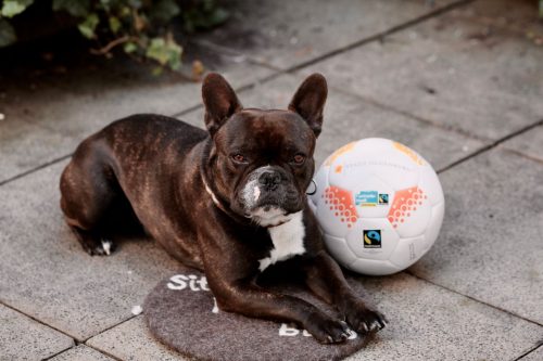 Hund mit fairem Fußball neben sich. Foto: © J. Bädeker
