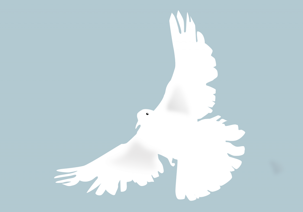 Auf dem Foto ist eine weiße Friedenstaube vor einem hellblauen Hintergrund zu sehen. Foto: © Pixabay