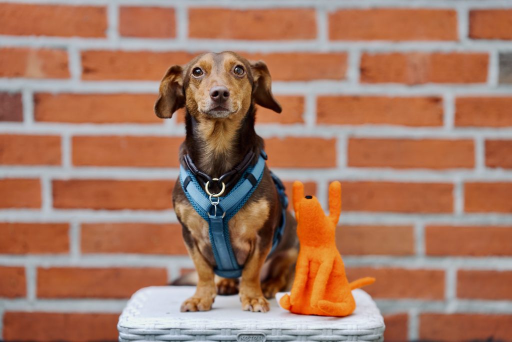 Ein Dackel im blauen Geschirr sitzt vor einer Backsteinwand neben einem orangenen Kuscheltierhund. Foto: © J. Bädeker